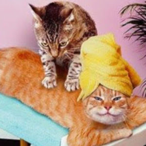 Meet your Posher, Deb